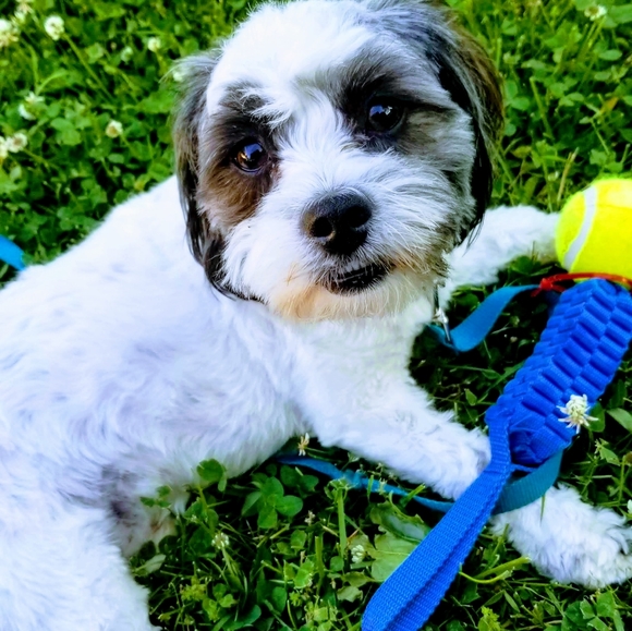 Meet your Posher Nighty Life - Picture 5 of 6